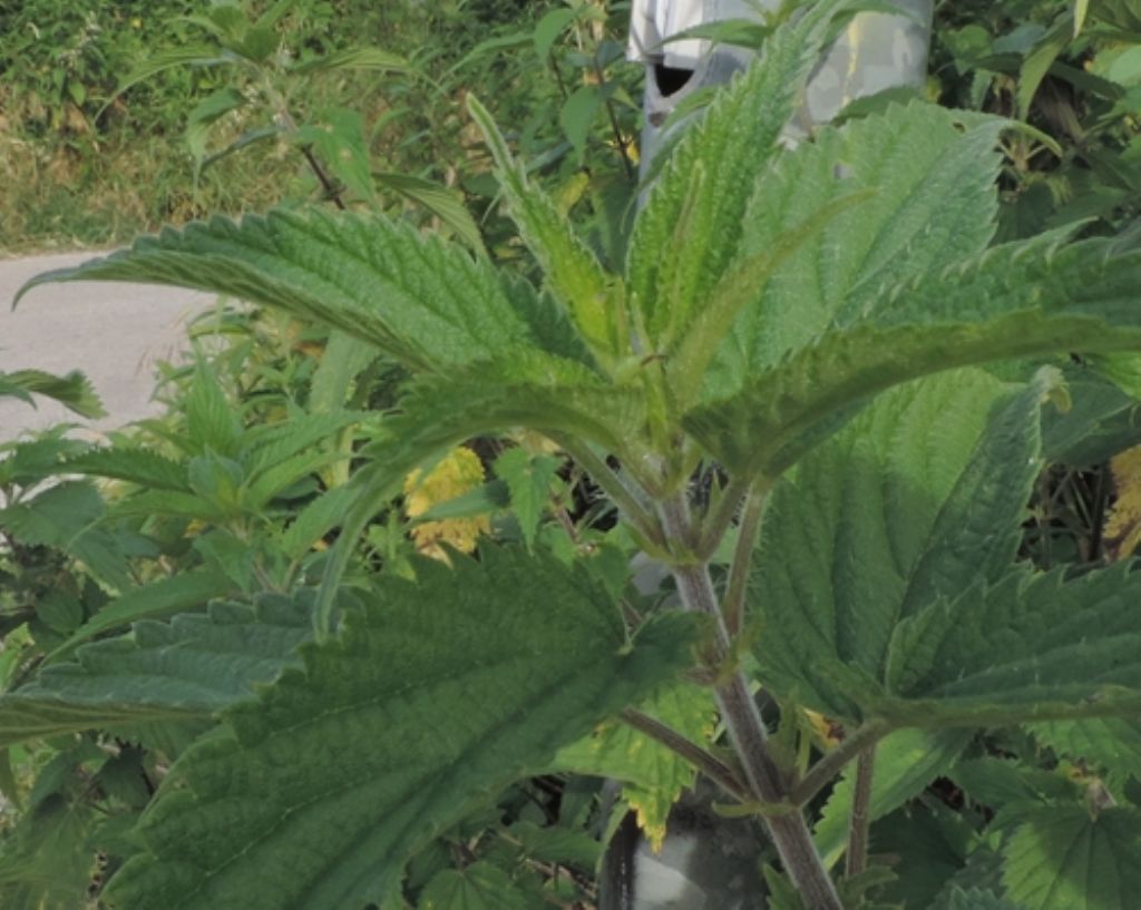 Ortica: quale?  Urtica dioica (cfr.)